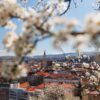 Consiliul Local Cluj-Napoca a aprobat noi investiții și proiecte pentru comunitate: creșă, pădure-parc, cimitir pentru animale și sprijin pentru cuplurile de aur!